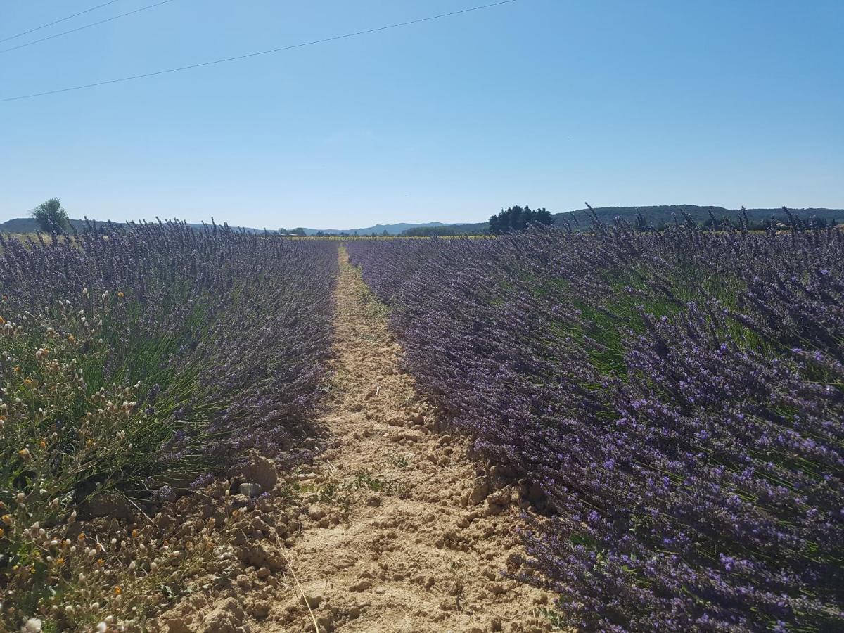 Bed and Breakfast Les Buisses En Provence Piolenc Exterior foto